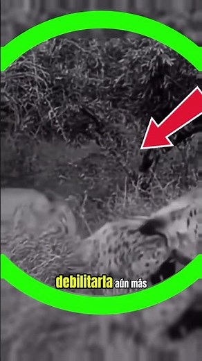 LION SAVES LIONESS FROM HYENAS 😱 #animals #wildanimals #wildlife