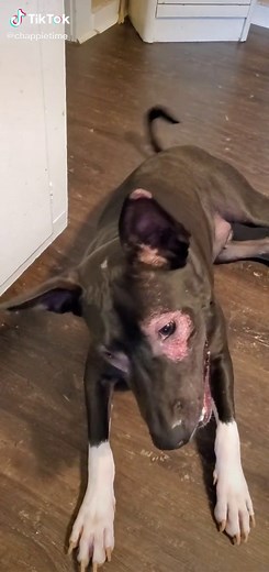 TikTok - Make Your Day