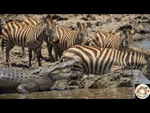 Wild Animal Encounter: Baby Zebra Escapes Crocodile Attack!