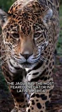 Jaguar: The True King of the Jungle #Jaguar #Animals #Nature #Shorts