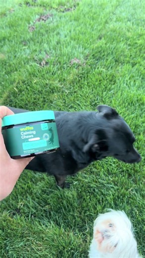 Famous Pups Taking Over TikTok