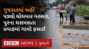 ગુજરાતના અનેક વિસ્તારોમાં વરસાદ, ગરબાના મંડપો પર વિઘ્ન અને ગાયો તણાઈ પાણીમાં, ભારે વરસાદ બાદ રાજ્યમાં કેવી છે સ્થિતિ? | BBC News Gujarati