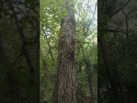 Honey Locust and Black Locust bark (and thorns)