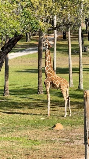 P I E R S O N ☀️ on Instagram: "how am I gonna sleep knowing this is outside??凉 #disneyresorts"