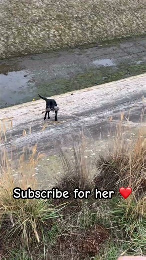 Duck hunting dog black Labrador hunt training #shorts #fishing