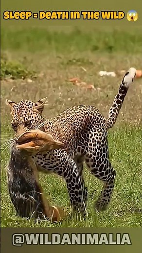 Leopard Closes In on Sleeping Jackal — The Ending SHOCKS Everyone #NatureIsWild #yt
