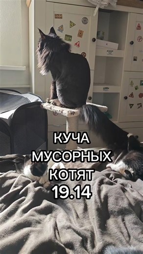 Куча Мусорных Котят день 19.14 #волонтер #cat #веселыекоты #спасениеживотных #котик #кошки #котики