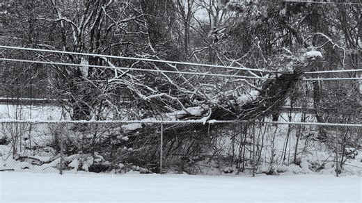 Good Question: Who's responsible for removing fallen trees from power lines?