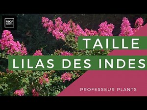 COMMENT TAILLER VOS LAGERSTROEMIAS OU LILAS DES INDES ?