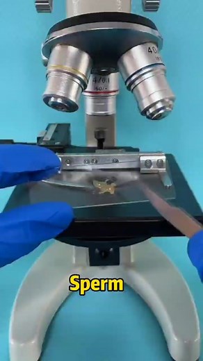 Observing Sperm Under Microscope: New Year Celebrations!