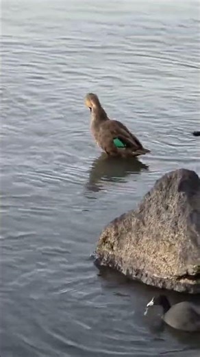Swimming ducks! #duck #swimming #adventure #wildlife #shortsfeed #trendingshorts #viralvideo #fun