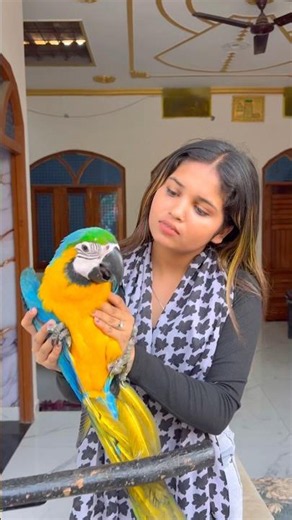 🦜Parrot brings matches ❤️#training #parrots 🥰#video #parrot #friendship #birds #video #friendship...