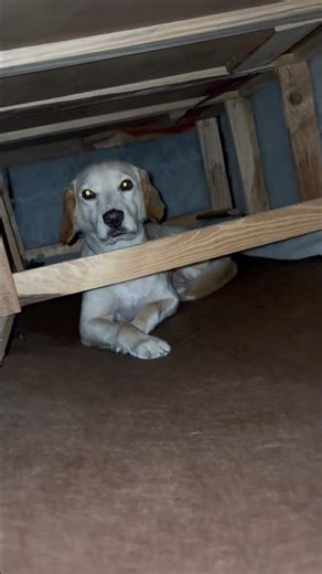 Dog Found Hiding Inside Wooden Bed Frame