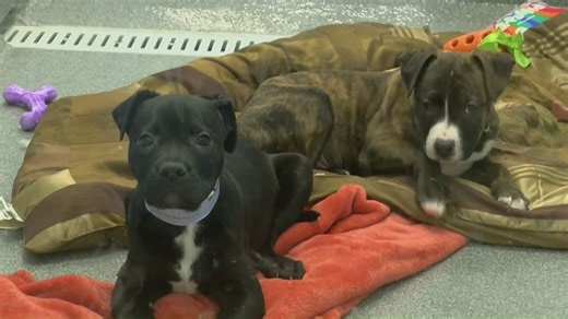 Dog owners have until end of month to get license before price doubles