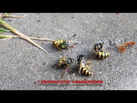 Sposób na osy i szerszenie piana Focus