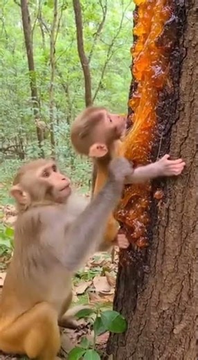 Baby Monkey Stuck to Tree Resin 😢 Real Jungle FootageMother Monkey Tries to Save Her Baby from
