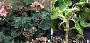 Recommendations for Botrytis fungicides for 2020
