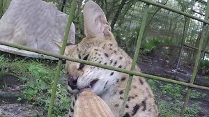 Big Cats Getting Snacks! Don't miss your favorite cats, past and present getting snacks from Afton!...oh and don't miss the end...cause you know who always has something to say! 😉 (2018) #BigCatRescue #Rescue #BigCats #Tiger #Lion #Bobcat #Serval #Lynx #Conservation #Wildlife #Video #FunnyVideo #VideoFunny #Funny #Cute #Wednesday #CaroleBaskin | Big Cat Rescue