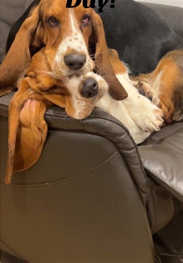 National basset hound day! Show us yours 🖤🤎🤍 Featuring Margs & Barbs #nationalday #bassethound #dogs #dogtok #dog