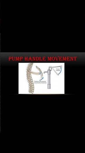 Pump Handle Movement of Ribs Explained in 20 Seconds! 🫁