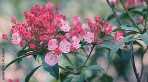 Kalmia Flowers,at Showa Memorial Park,Tokyo,Japan,Filmed in 4K