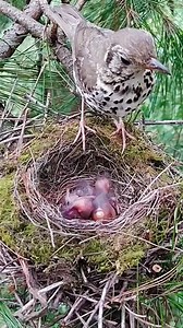 Ep08. Fawn-breasted bowerbird | Review Birds News