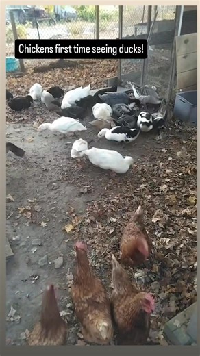 Introducktions ! Chickens first time seeing ducks! | Duckworld