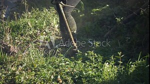 A woman mows the grass in the garden