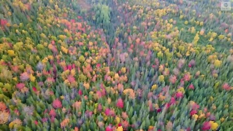 Drone captures stunning fall colors in Canada