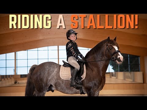 RIDING A STALLION!!! Harlow rides Ringo the Stallion Pony at Forest Oaks Equestrian!