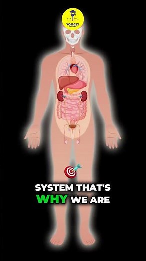 Unlock the Secrets of Pancreatic Islets!