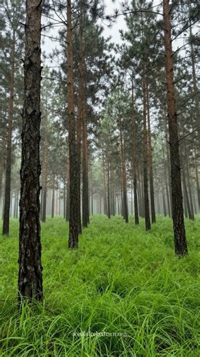 Spring Rain in the Forest 🌧️
