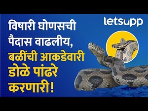 Snake Bite Alert: सावधान: महाराष्ट्रात घोणस चावल्याने ६६४ जणांचा मृत्यू