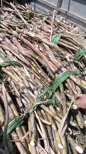 Giốg mía lai VIP nhé cả nhà.nguyên ngọn ib0385734921 | Tung Anh