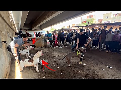 نزلت كلابي سوق الجمعة بويكا وسلطان في سوق الكلاب😱