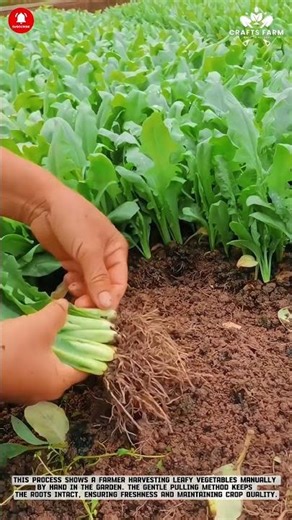 Harvesting Leafy Vegetables Manually by Hand #smartfarming #gardeningtips