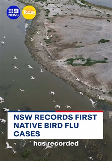H5 avian influenza detected in Australian native species