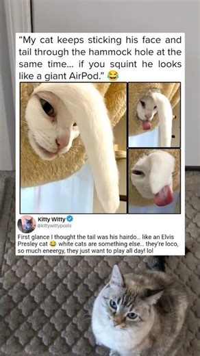 Why Does My Cat Look Like An Airpod