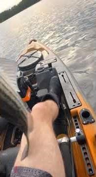 Striped bass from the kayak