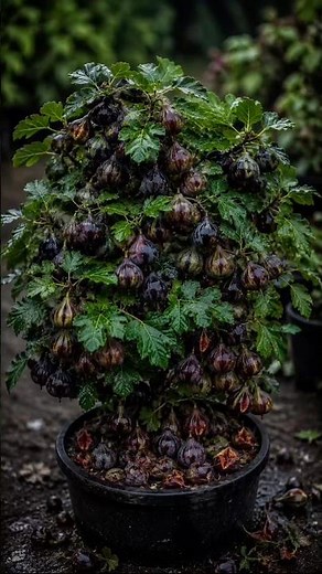 How This Tiny Fig Tree Produced So Many Figs! 🍇 #shorts #shortsfeed #trending #viral