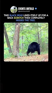 This Bear Completely Missed the Tree #animals #shorts