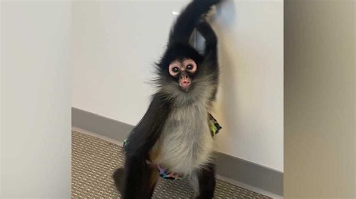 Prairie Village bans monkeys, except one, with guidelines