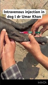 Intravenous injection in dog l dr Umar Khan