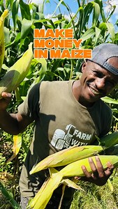 Green maize farm can easily make over ksh 150,000 easily in a season https://youtu.be/ElpC2ywDiiU | Farm With Fred
