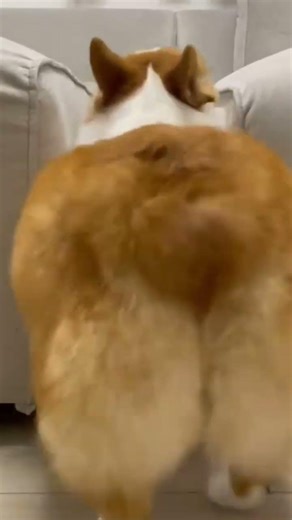 Corgi backs out 🐾🐾