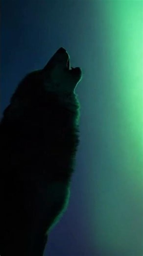 Northern Lights & Wolf Howls in Norway 🇳🇴