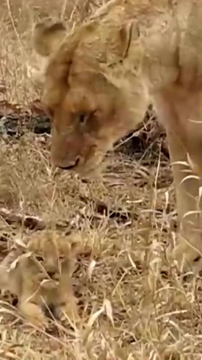 169K views · 3.9K reactions | Cutest Lion Cub Roar! #shorts#lion | The Lion | Facebook