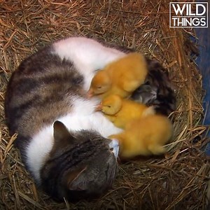Biological need to mother can shake up the natural order to such an extent, that we see cats mothering ducklings :) | Real Wild