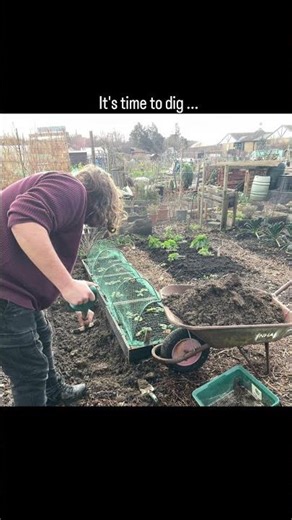 Reining in raspberry roots #rootbarrier #allotmenting #allotmentraspberries
