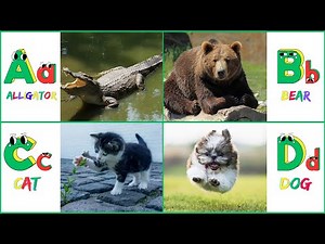 A for Alligator🐊| Phonics Song for Kids | Learn ABC Alphabet